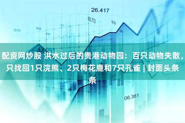 配资网炒股 洪水过后的贵港动物园:百只动物失散,只找回1只浣熊、2只梅花鹿和7只孔雀 | 封面头条